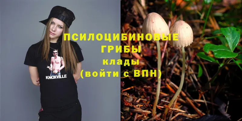 Псилоцибиновые грибы Psilocybine cubensis  Великий Новгород 